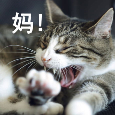 有妈在的日常 猫咪表情包