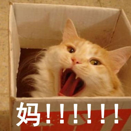 有妈在的日常 猫咪表情包