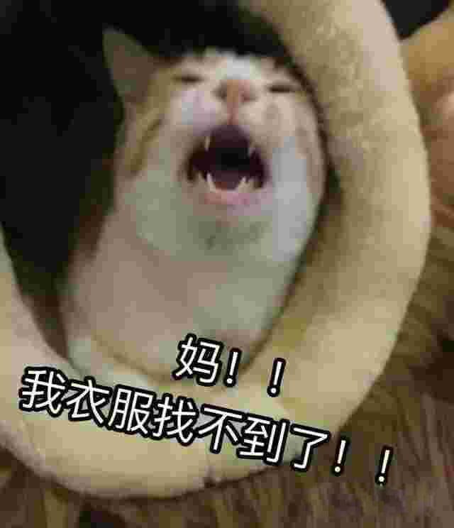 有妈在的日常 猫咪表情包