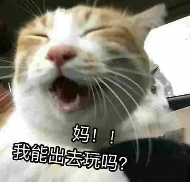 有妈在的日常 猫咪表情包