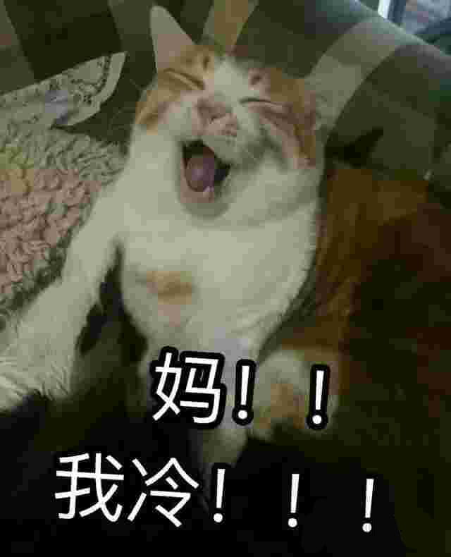 有妈在的日常 猫咪表情包
