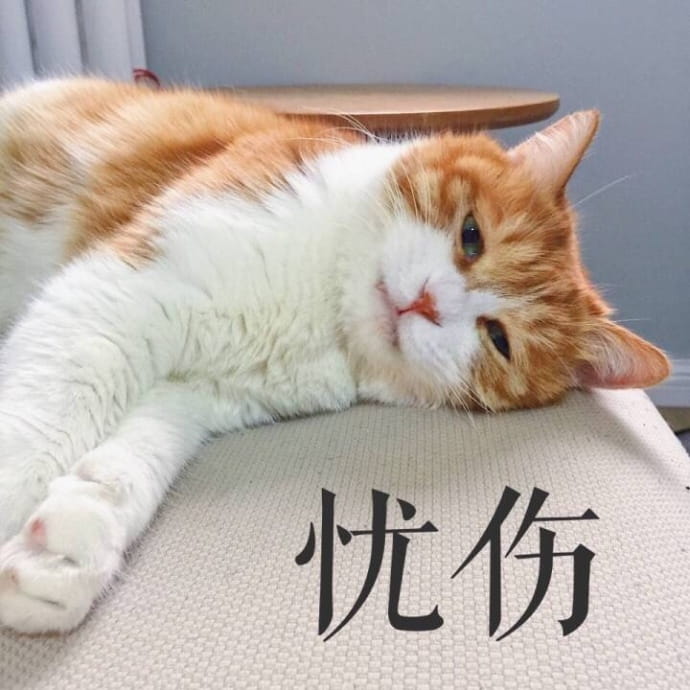 搞怪高清的小猫带字表情图片表情包大全