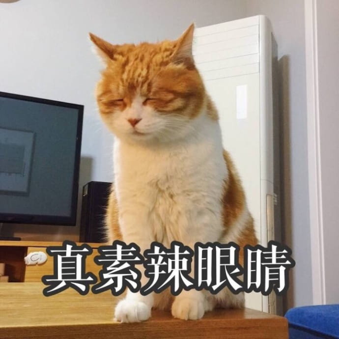 搞怪高清的小猫带字表情图片表情包大全
