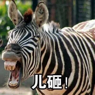 超魔性的呼叫儿砸表情图片