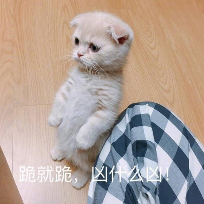搞怪小猫带字表情图片表情包
