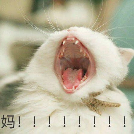搞怪小猫带字表情图片表情包