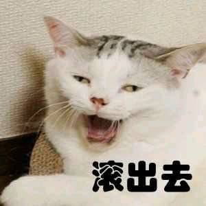 搞怪小猫带字表情图片表情包