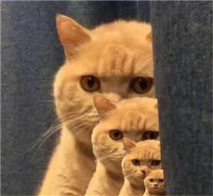 一直暗中观察着你的小猫表情包