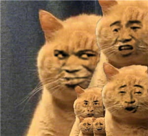 一直暗中观察着你的小猫表情包