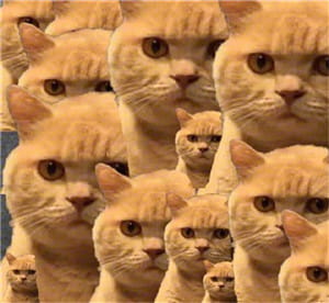 一直暗中观察着你的小猫表情包