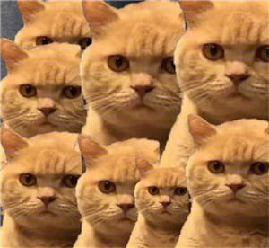 一直暗中观察着你的小猫表情包