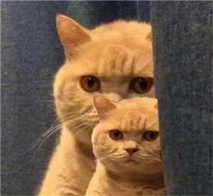 一直暗中观察着你的小猫表情包