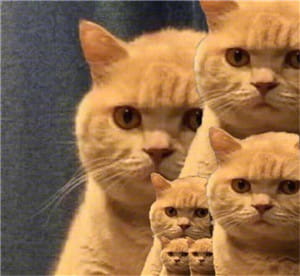 一直暗中观察着你的小猫表情包