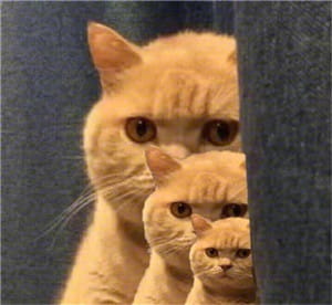 一直暗中观察着你的小猫表情包