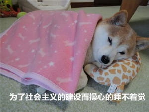 你见过这么蠢萌的柴犬吗？