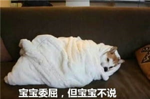 你见过这么蠢萌的柴犬吗？