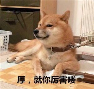 你见过这么蠢萌的柴犬吗？
