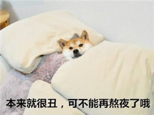 你见过这么蠢萌的柴犬吗？