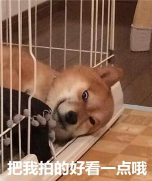 你见过这么蠢萌的柴犬吗？