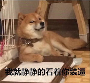 你见过这么蠢萌的柴犬吗？
