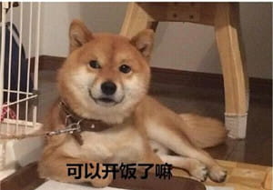 你见过这么蠢萌的柴犬吗？
