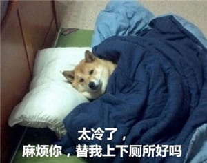 你见过这么蠢萌的柴犬吗？