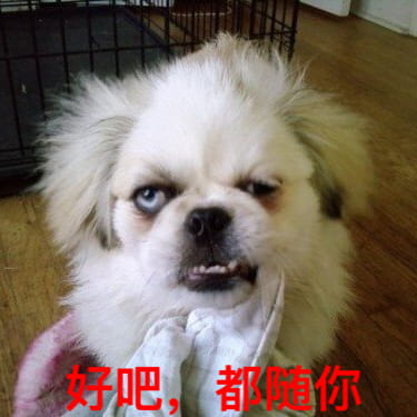 狗狗带字搞笑表情包