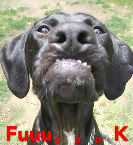 狗狗带字搞笑表情包