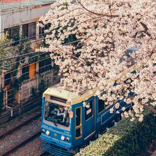 小清新日系樱花头像
