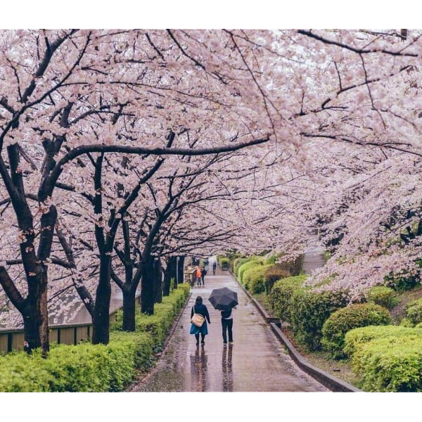 小清新日系樱花头像