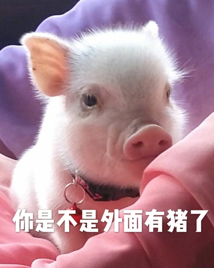 小猪图片小猪表情包