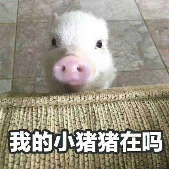 小猪图片小猪表情包
