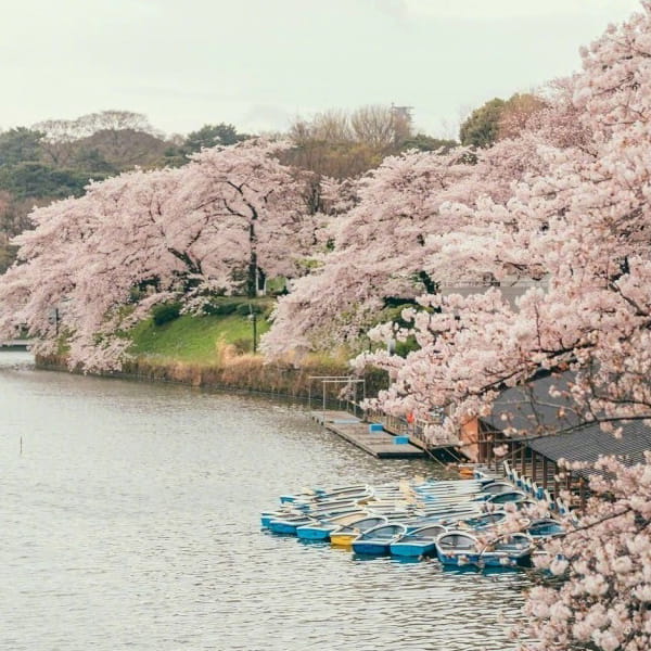 小清新日系樱花头像