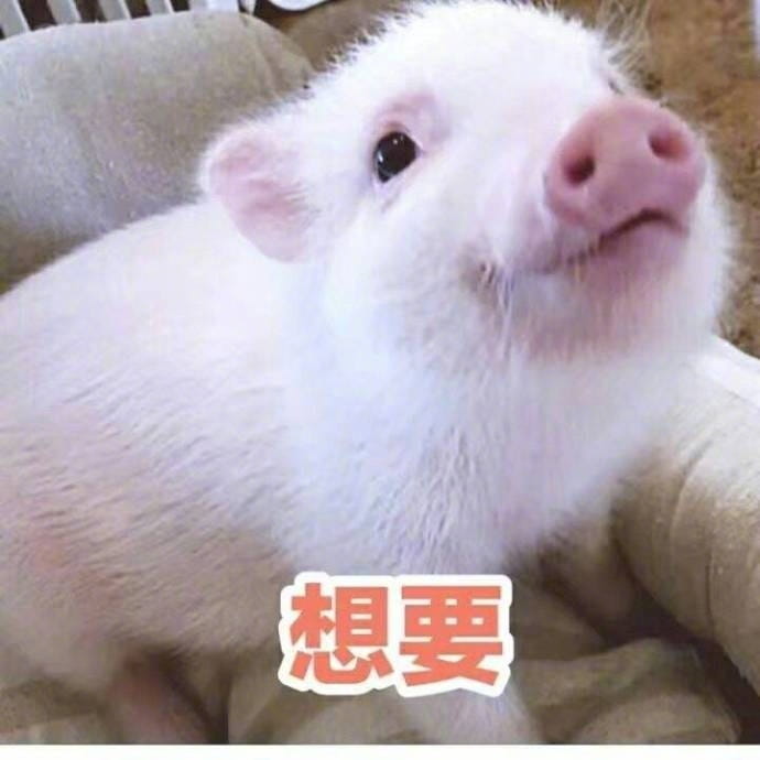 小猪图片小猪表情包