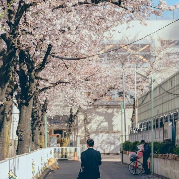 小清新日系樱花头像