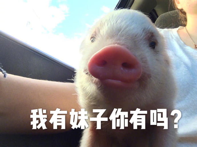 小猪图片小猪表情包