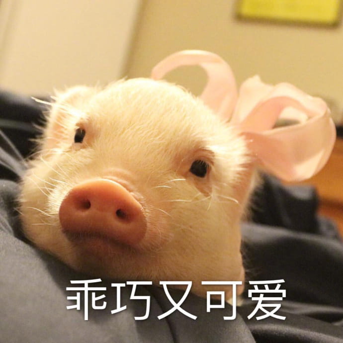 小猪图片小猪表情包