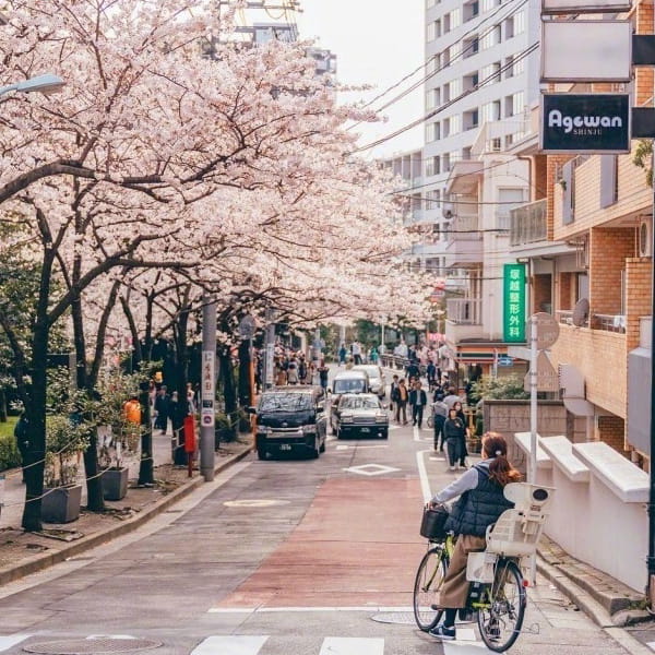 小清新日系樱花头像