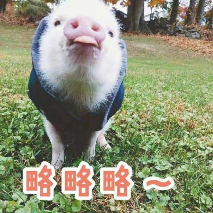 小猪图片小猪表情包