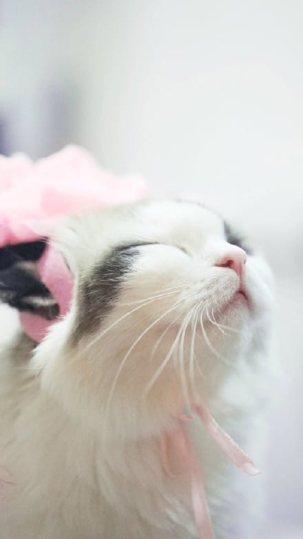 超可爱喵星人小动物手机壁纸