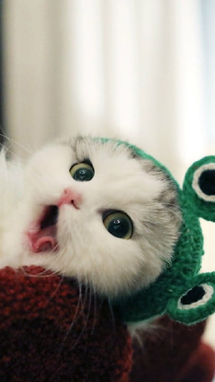 超可爱喵星人小动物手机壁纸