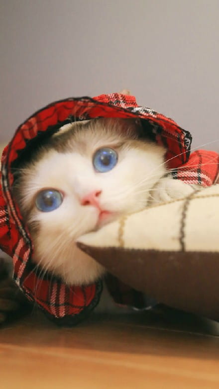 超可爱喵星人小动物手机壁纸