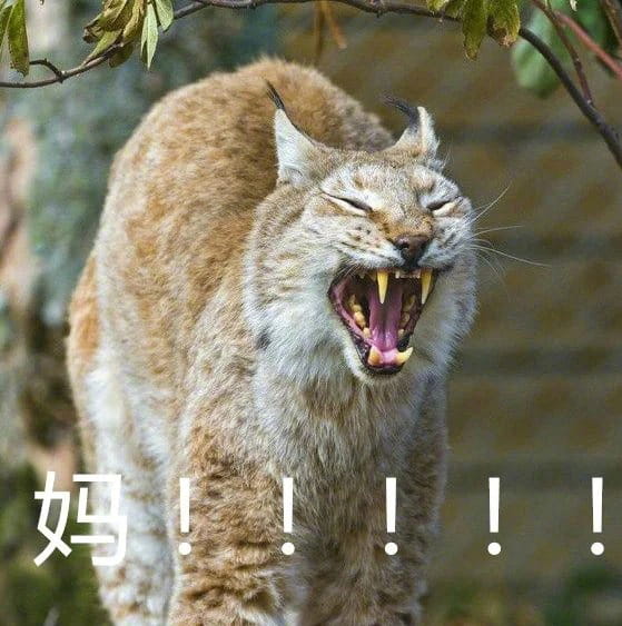 叫妈动物微信聊天表情包