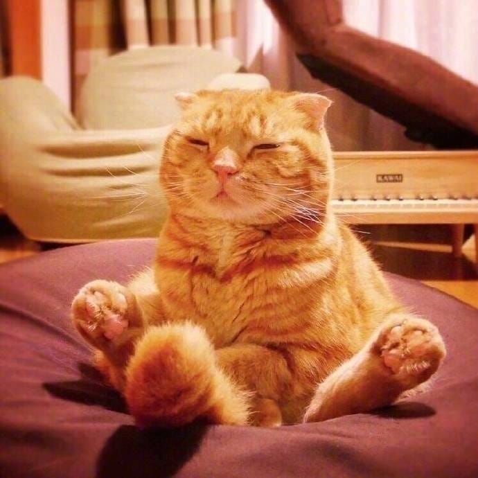 大橘为重 超可爱橘猫qq头像