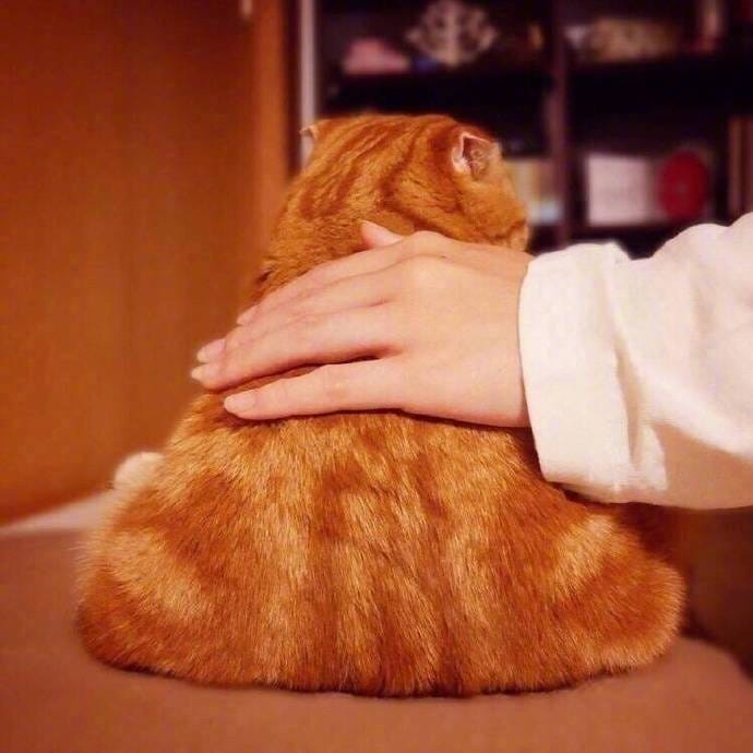 大橘为重 超可爱橘猫qq头像