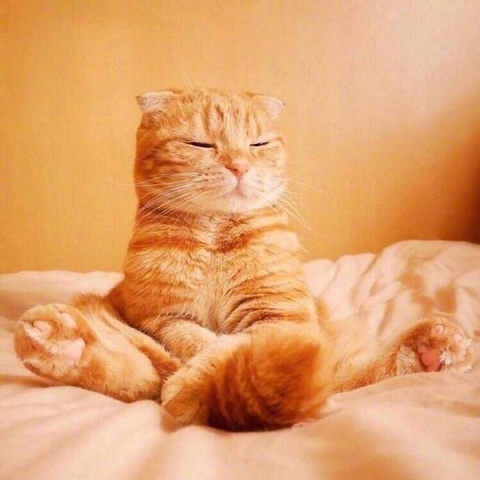 大橘为重 超可爱橘猫qq头像