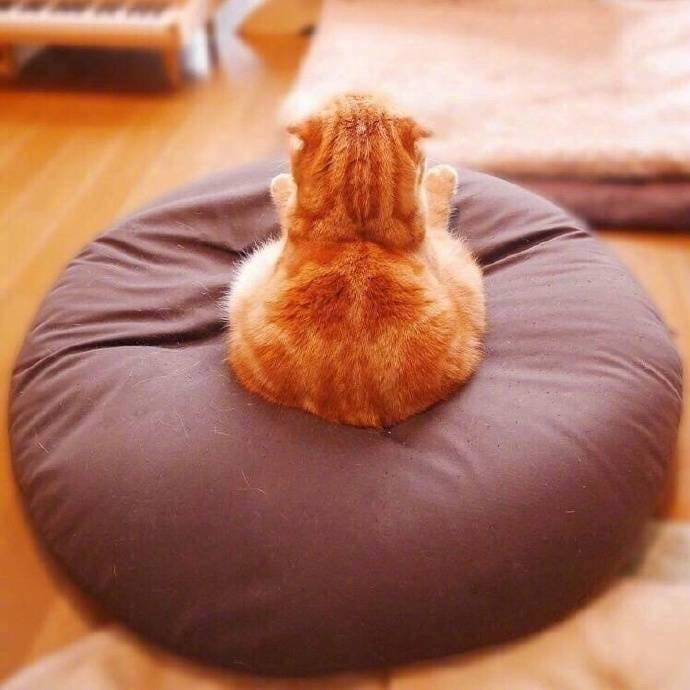 大橘为重 超可爱橘猫qq头像