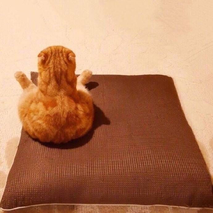 大橘为重 超可爱橘猫qq头像