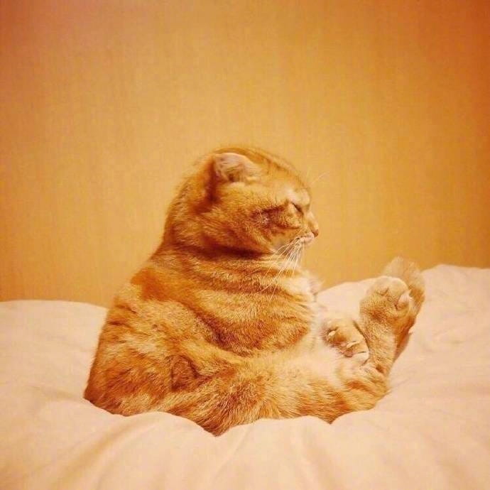 大橘为重 超可爱橘猫qq头像