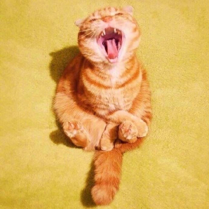 大橘为重 超可爱橘猫qq头像